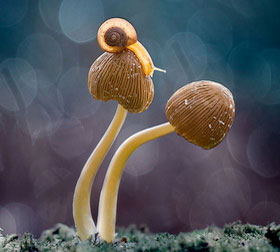 【测试版】最新的网站攻击器